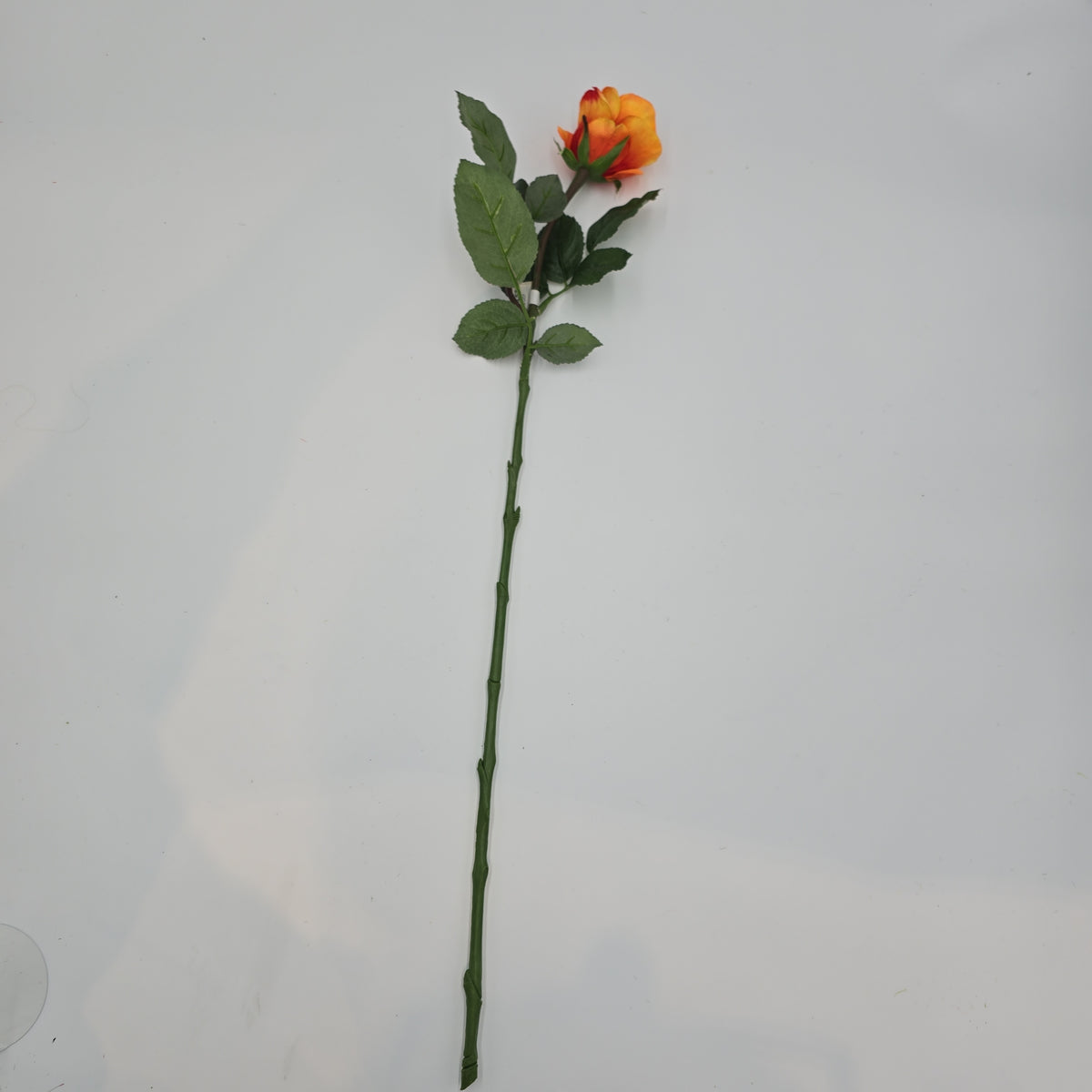 Rose Bud--#fsr007