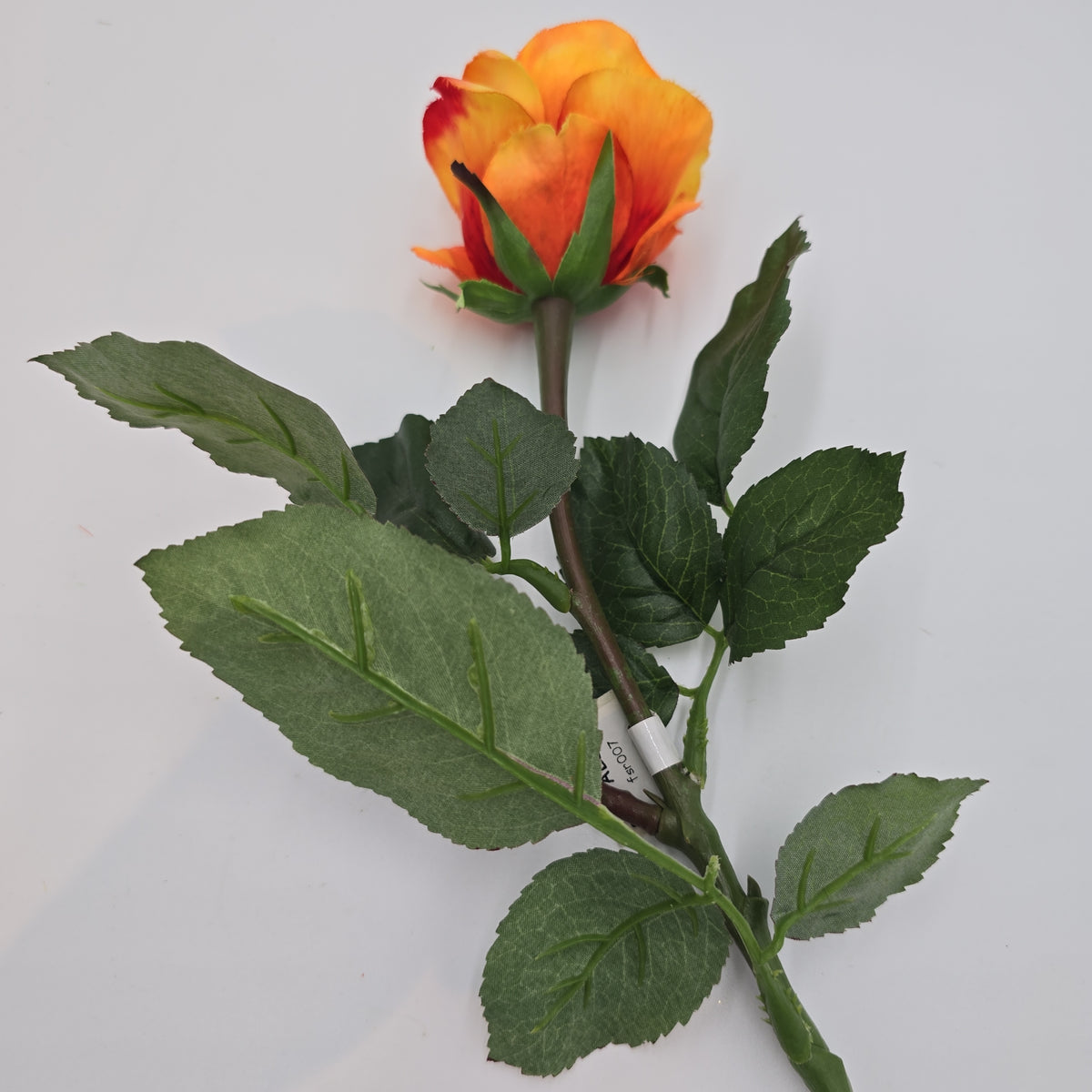 Rose Bud--#fsr007