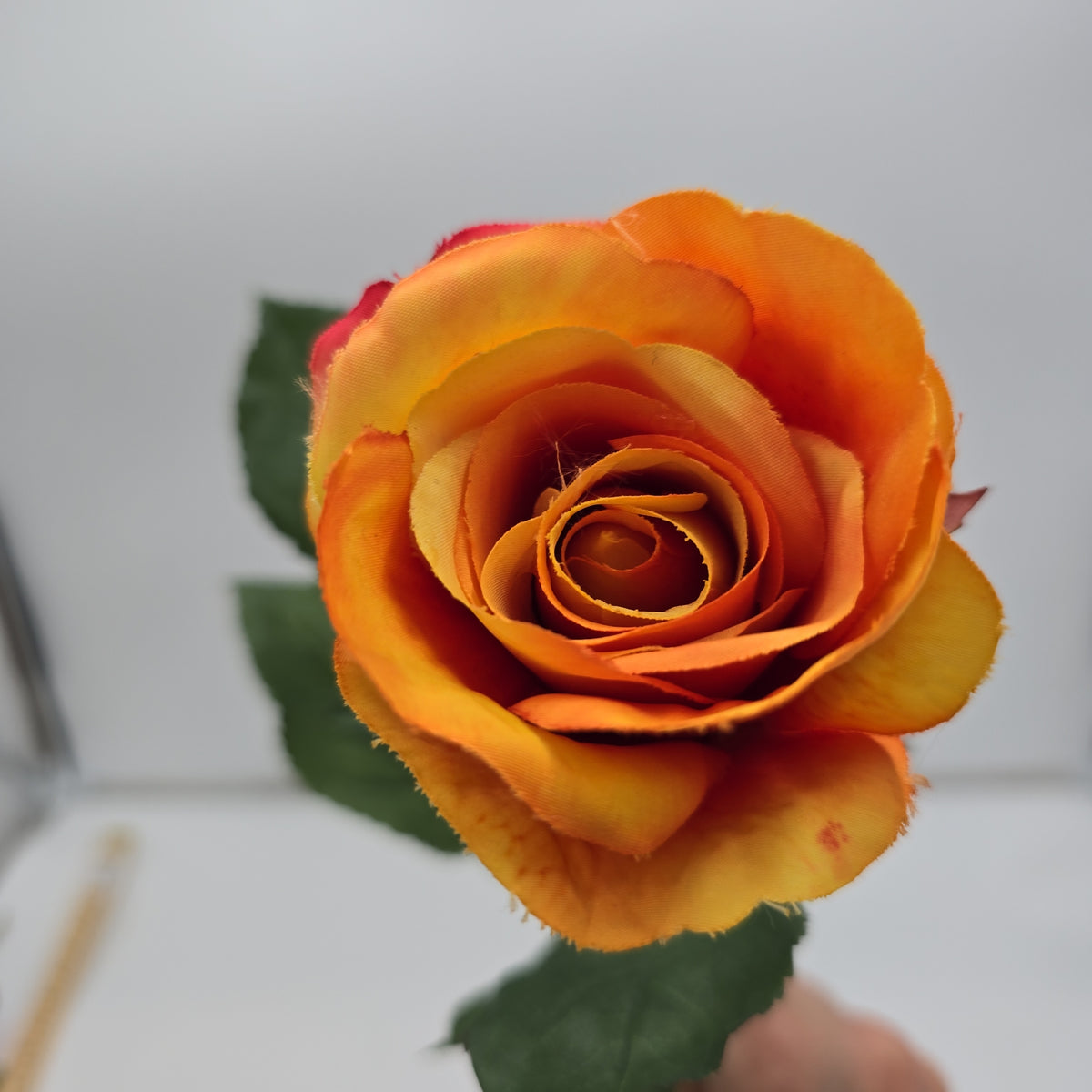 Rose Bud--#fsr007