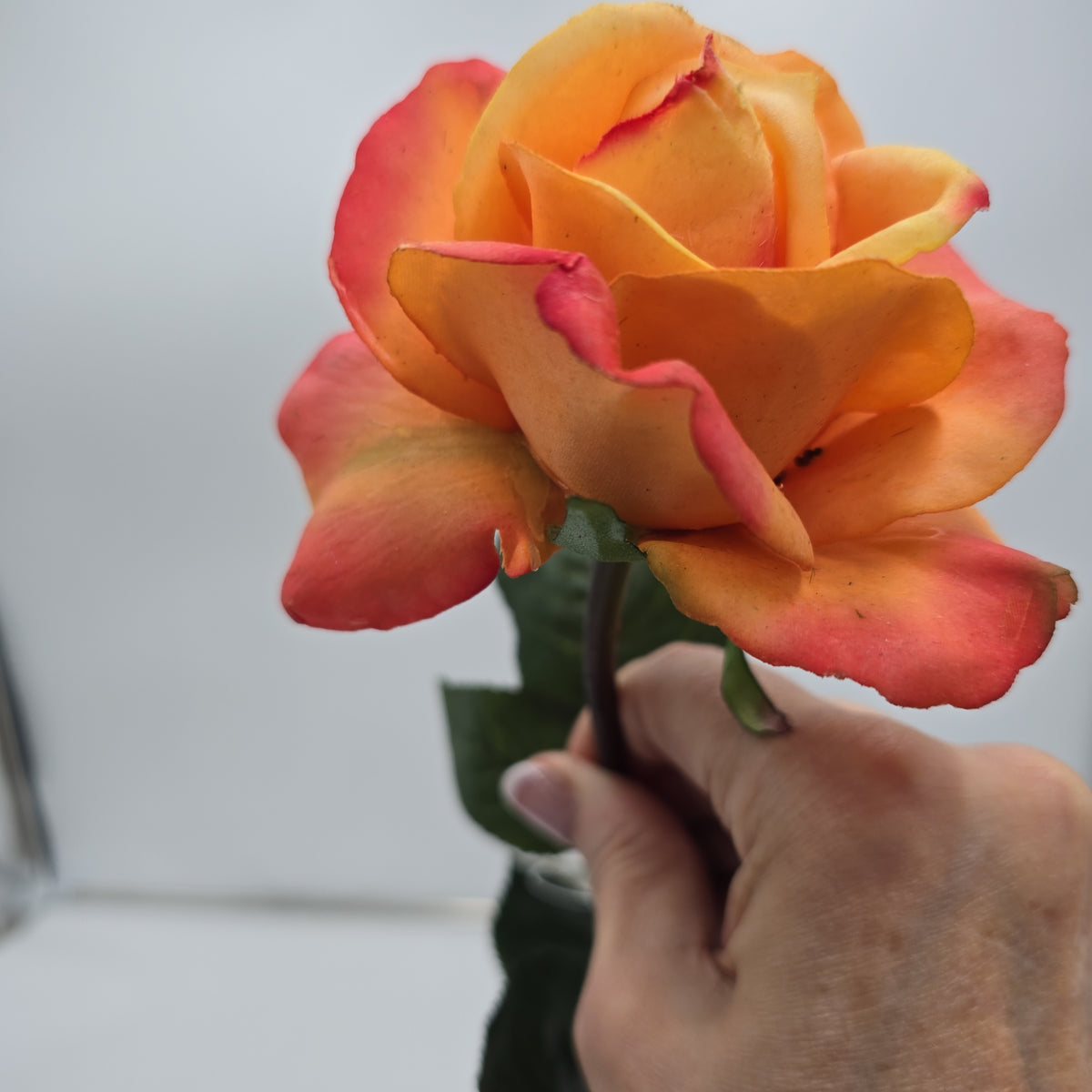 27&quot;RT CAROLINE ROSE--gtr284