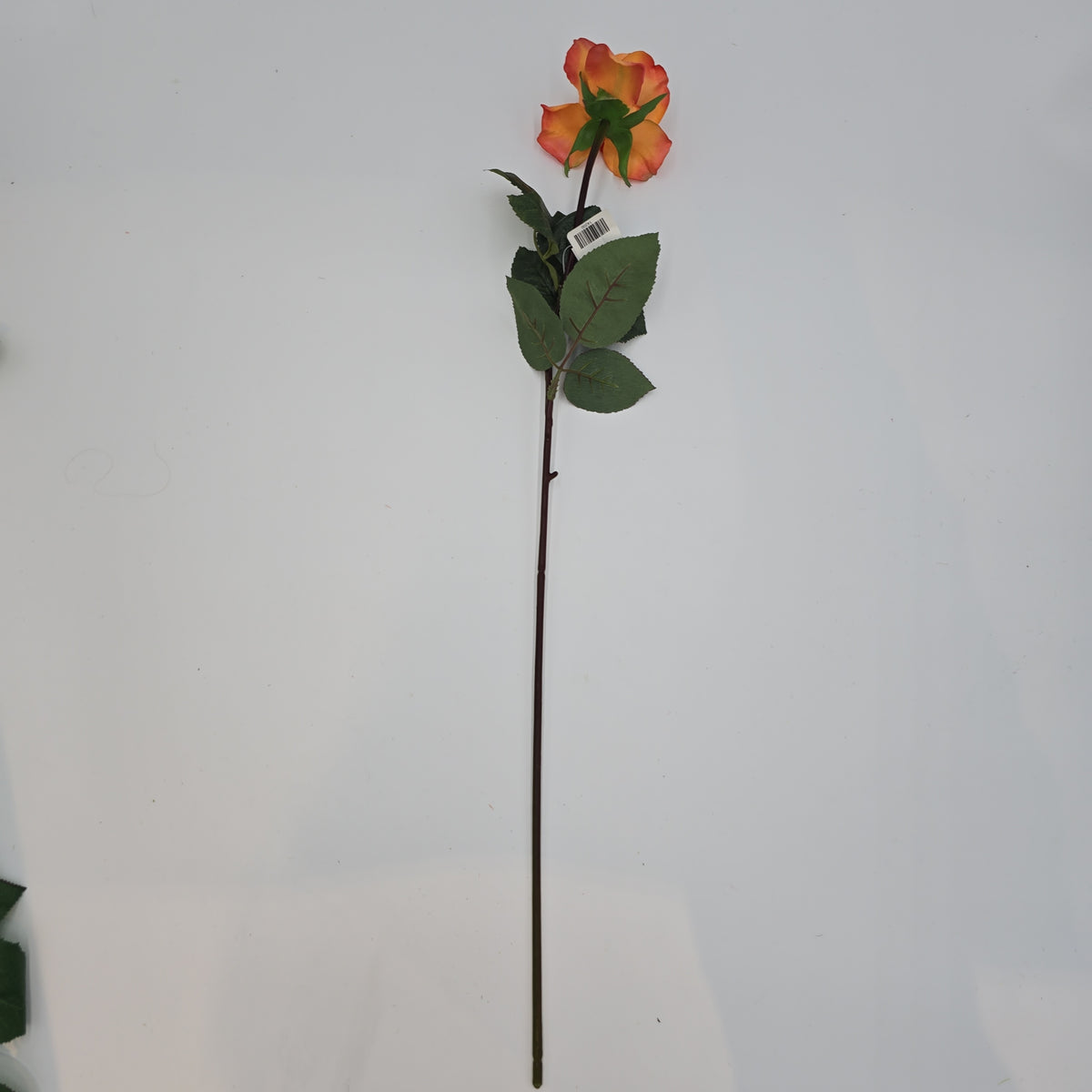 27&quot;RT CAROLINE ROSE--gtr284