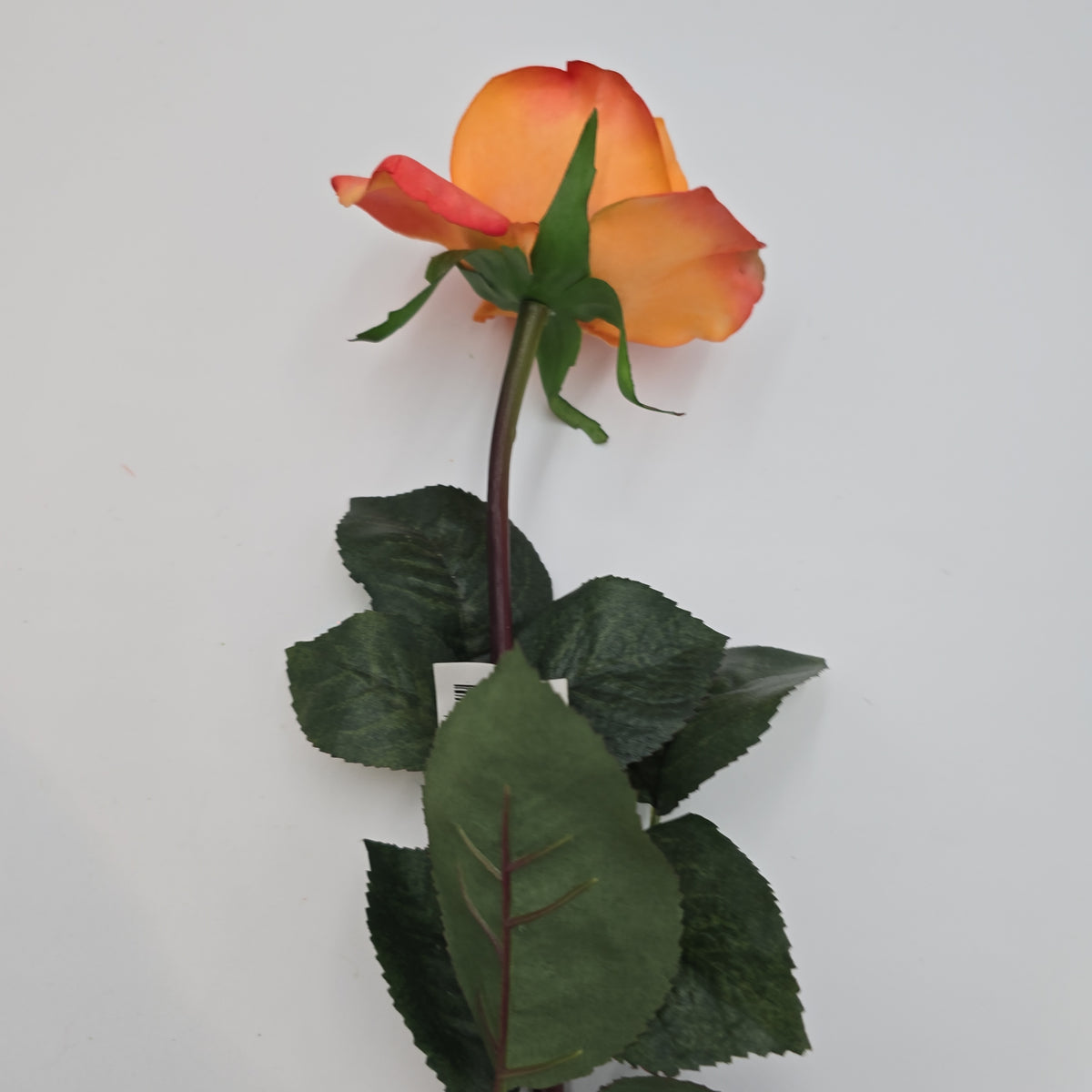 27&quot;RT CAROLINE ROSE--gtr284