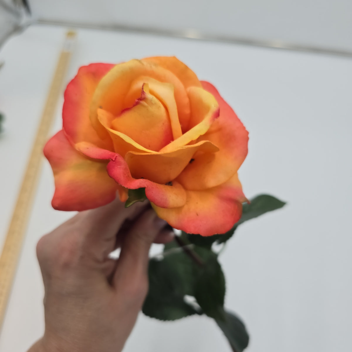 27&quot;RT CAROLINE ROSE--gtr284