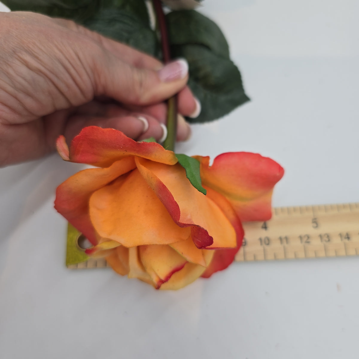 27&quot;RT CAROLINE ROSE--gtr284