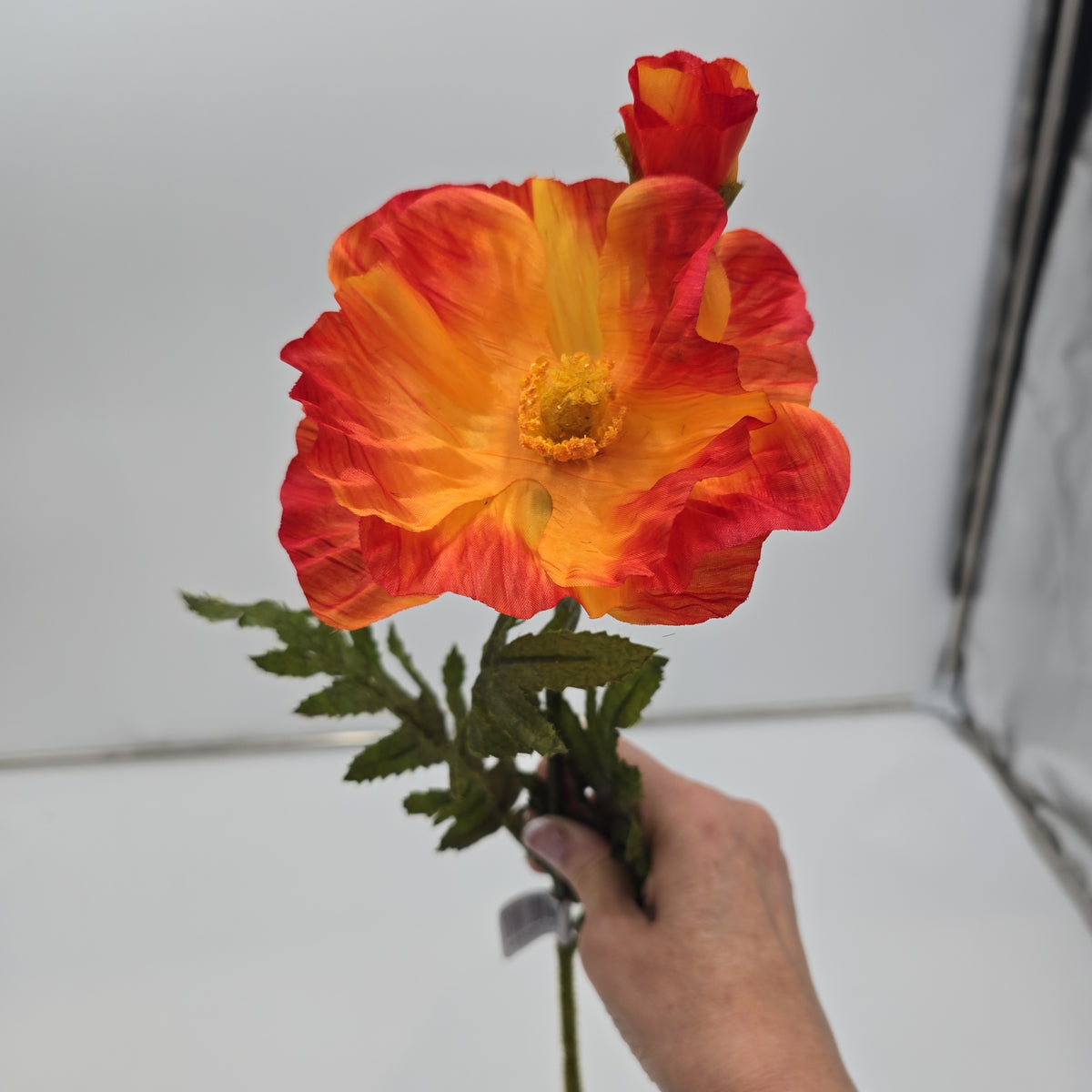 28&quot;POPPY--gtp103