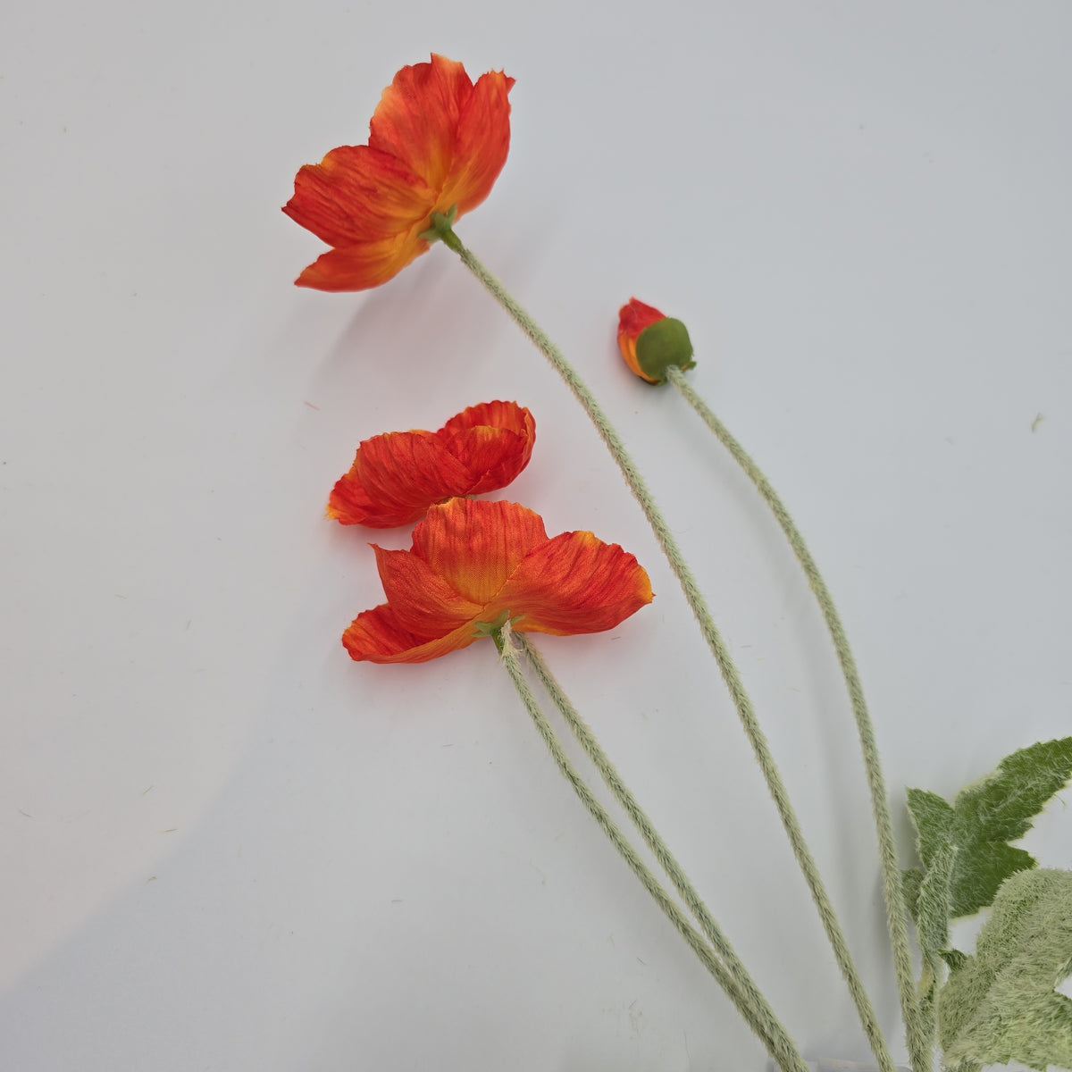 23.6&quot;POPPY--#fsp304-fl