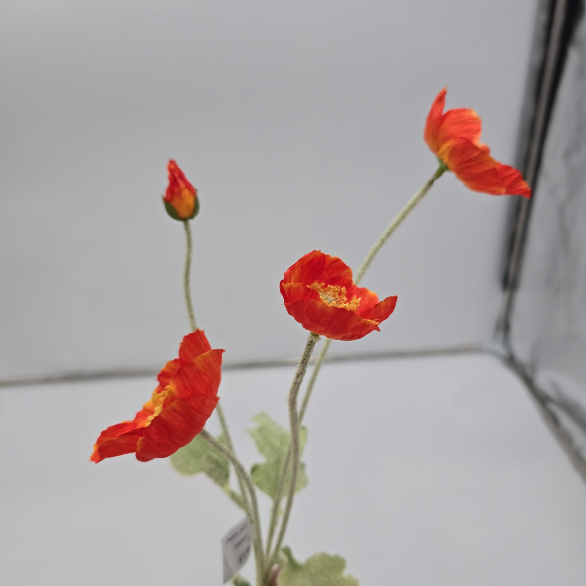 23.6&quot;POPPY--#fsp304-fl
