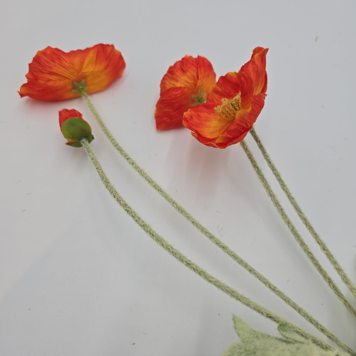23.6&quot;POPPY--#fsp304-fl