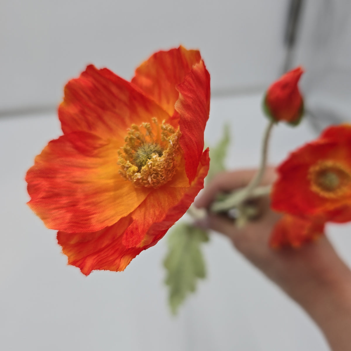 23.6&quot;POPPY--#fsp304-fl