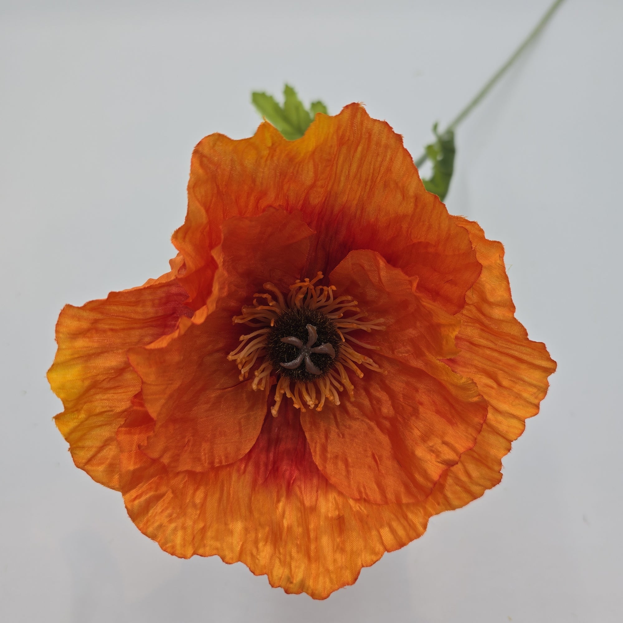 Poppy--#fsp484