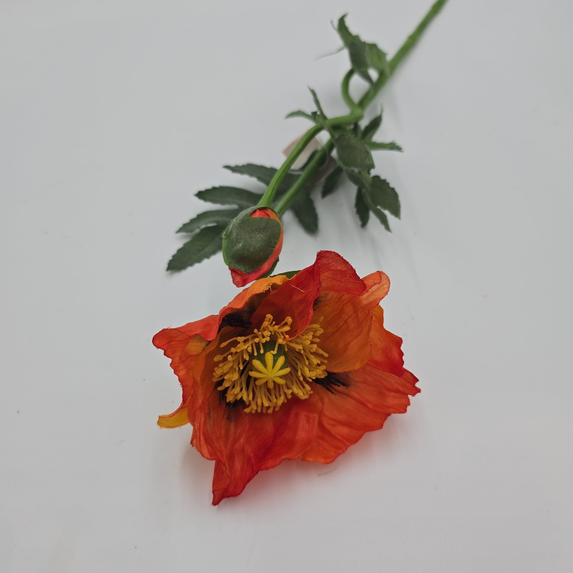 Poppy--#fsp344