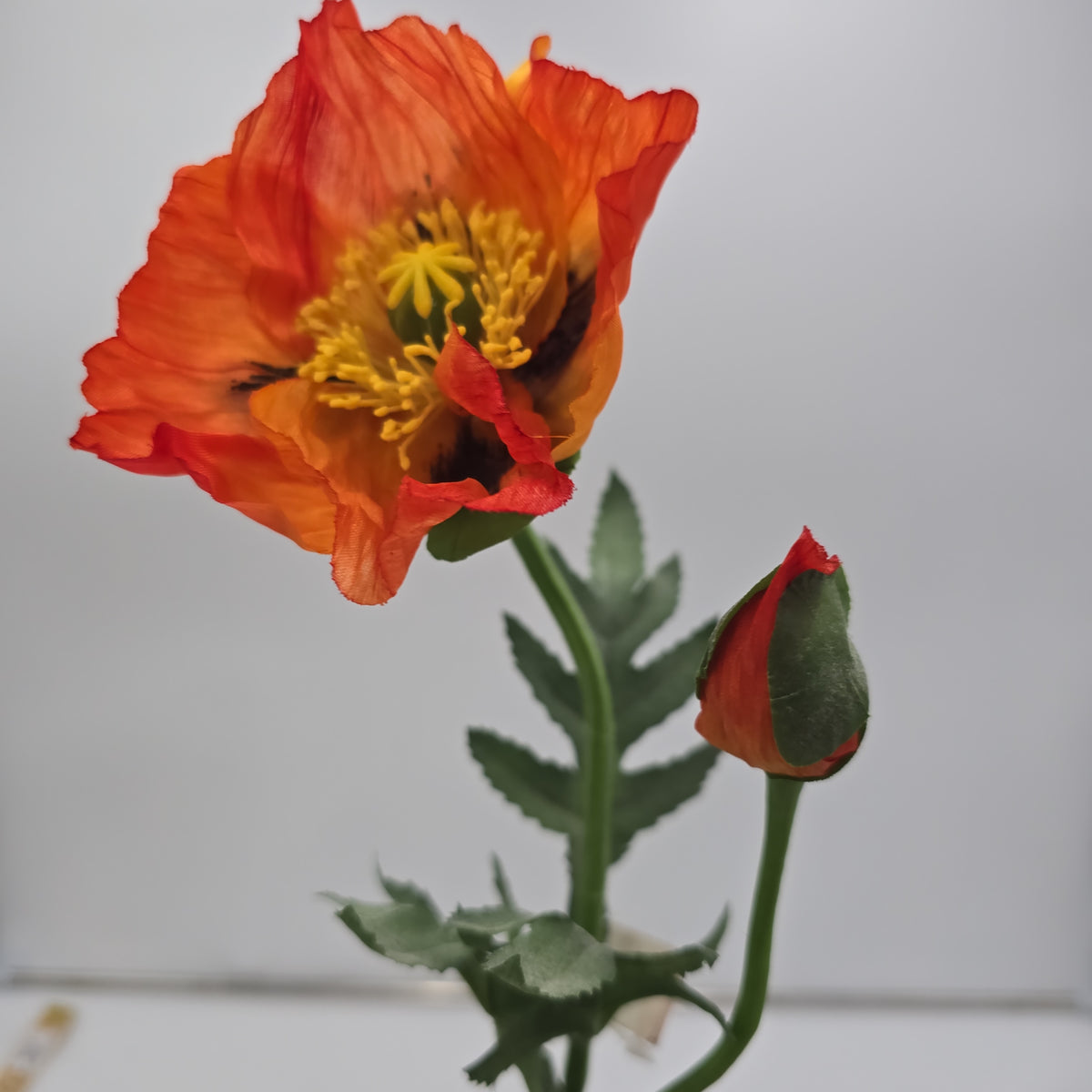Poppy--#fsp344