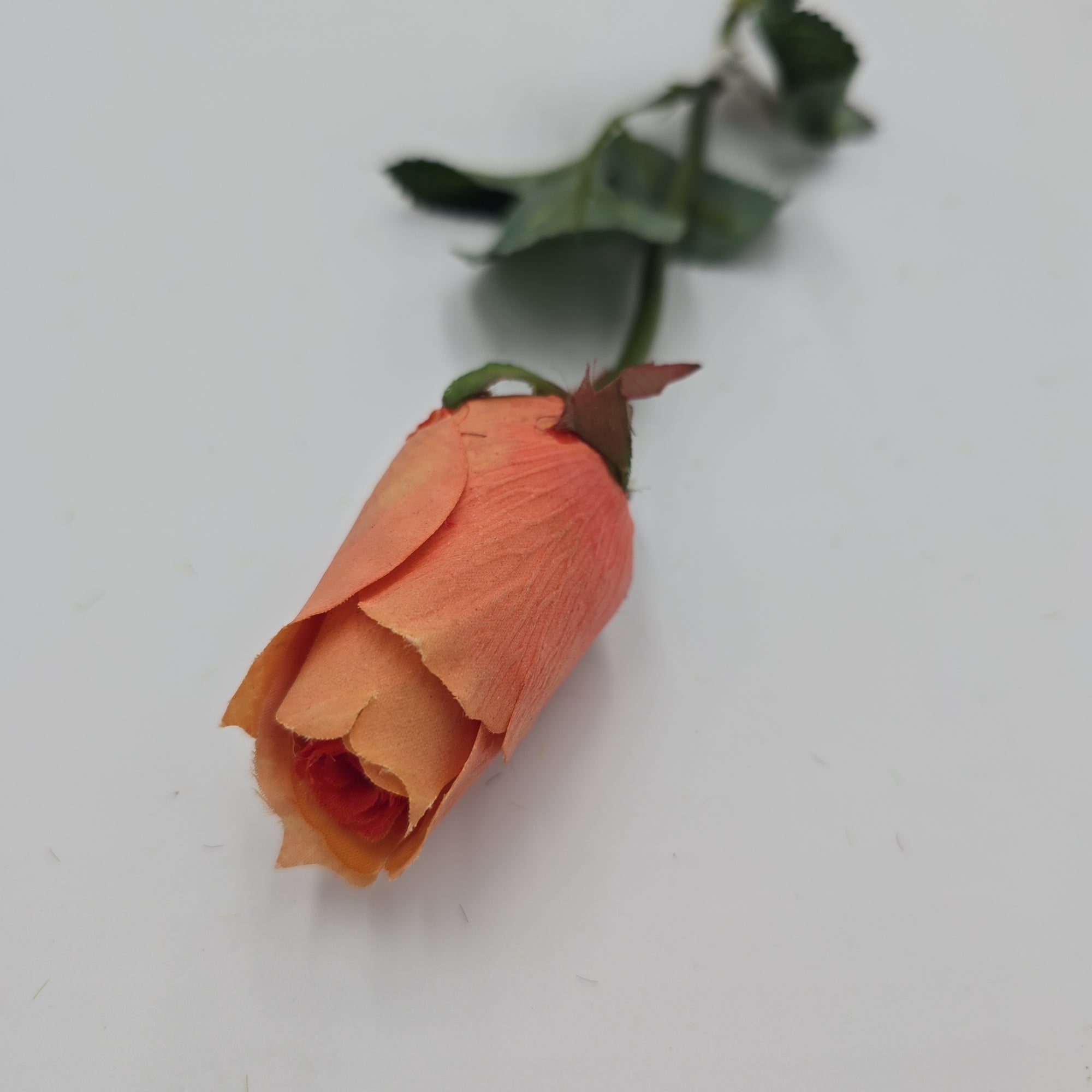 Rose Bud--#sel1006