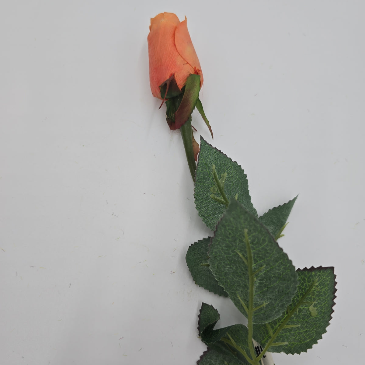 Rose Bud--#sel1006