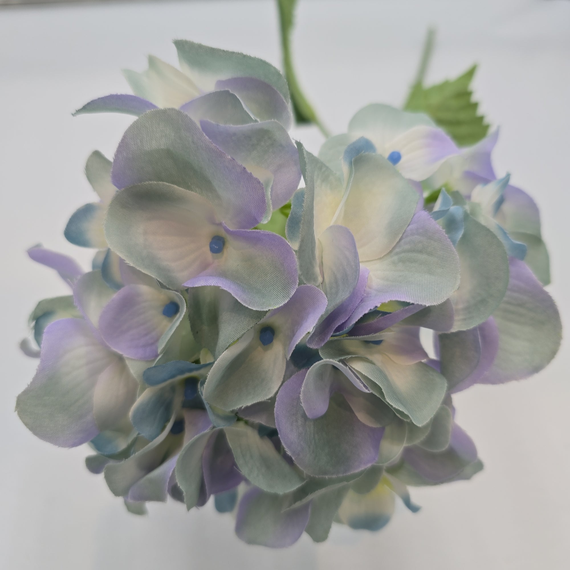 Hydrangea--#fsh030