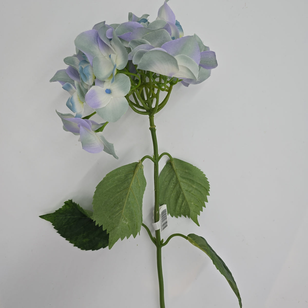 Hydrangea--#fsh030