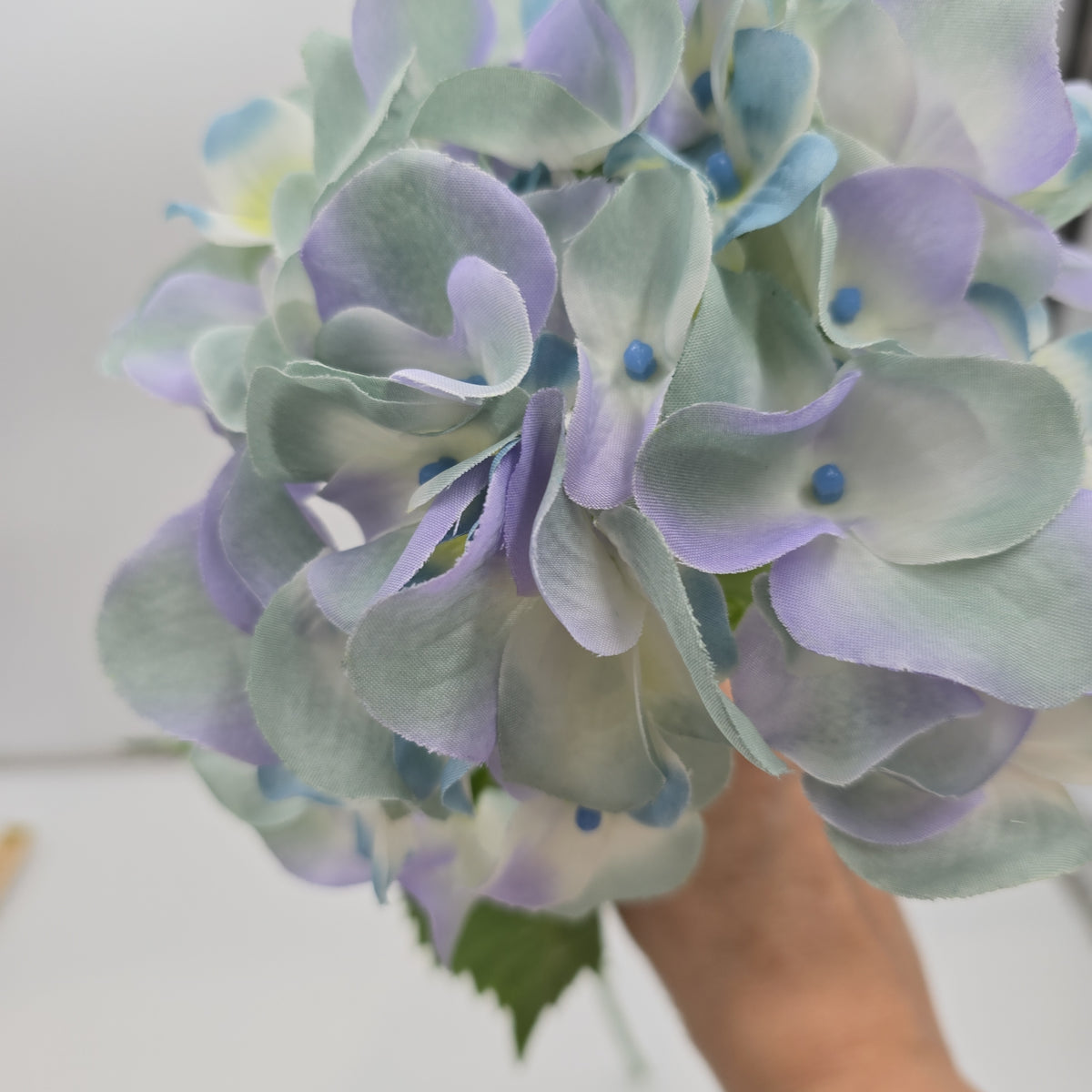 Hydrangea--#fsh030