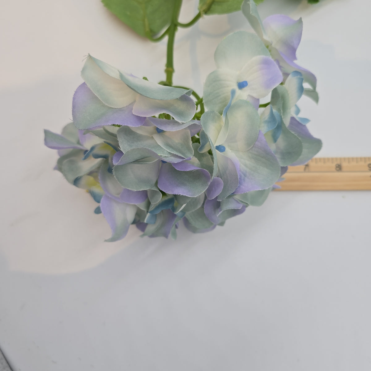 Hydrangea--#fsh030