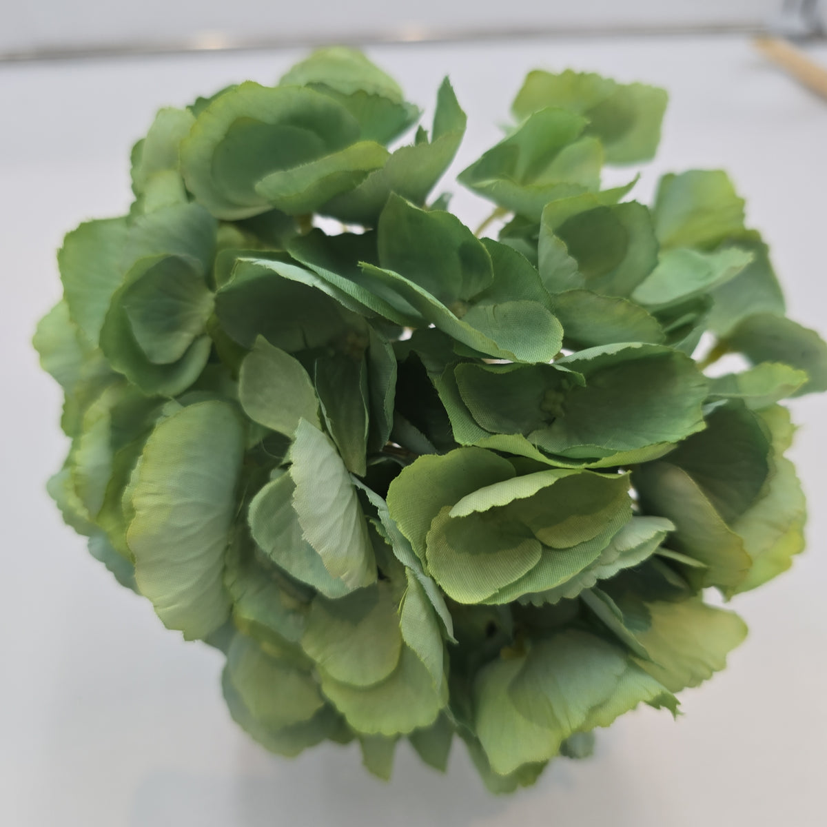 Hydrangea--#fsh006-bl/gr