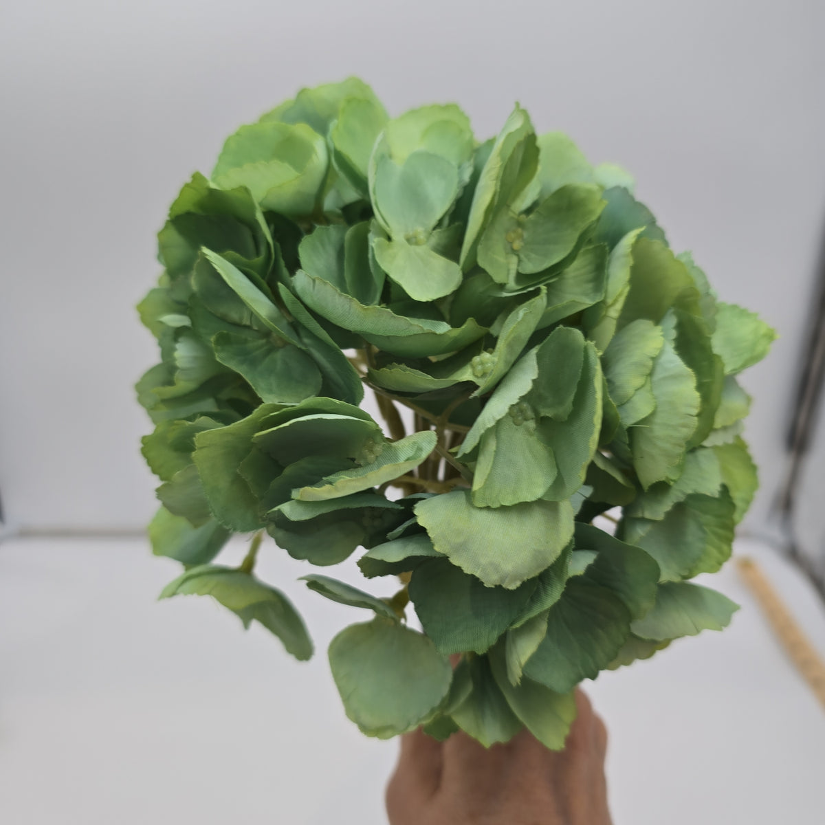 Hydrangea--#fsh006-bl/gr