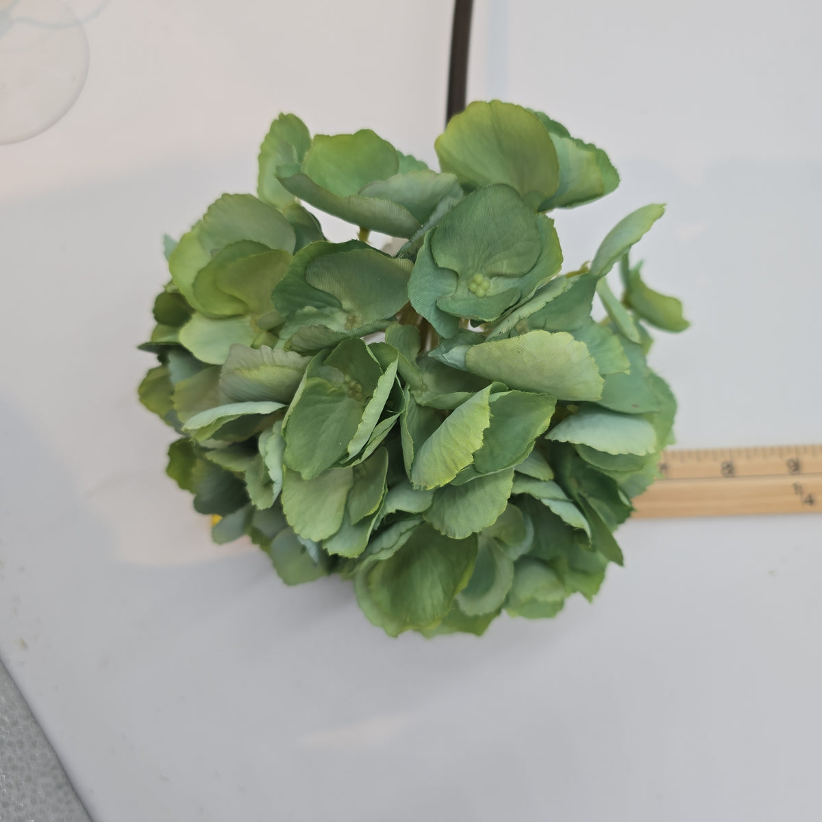 Hydrangea--#fsh006-bl/gr