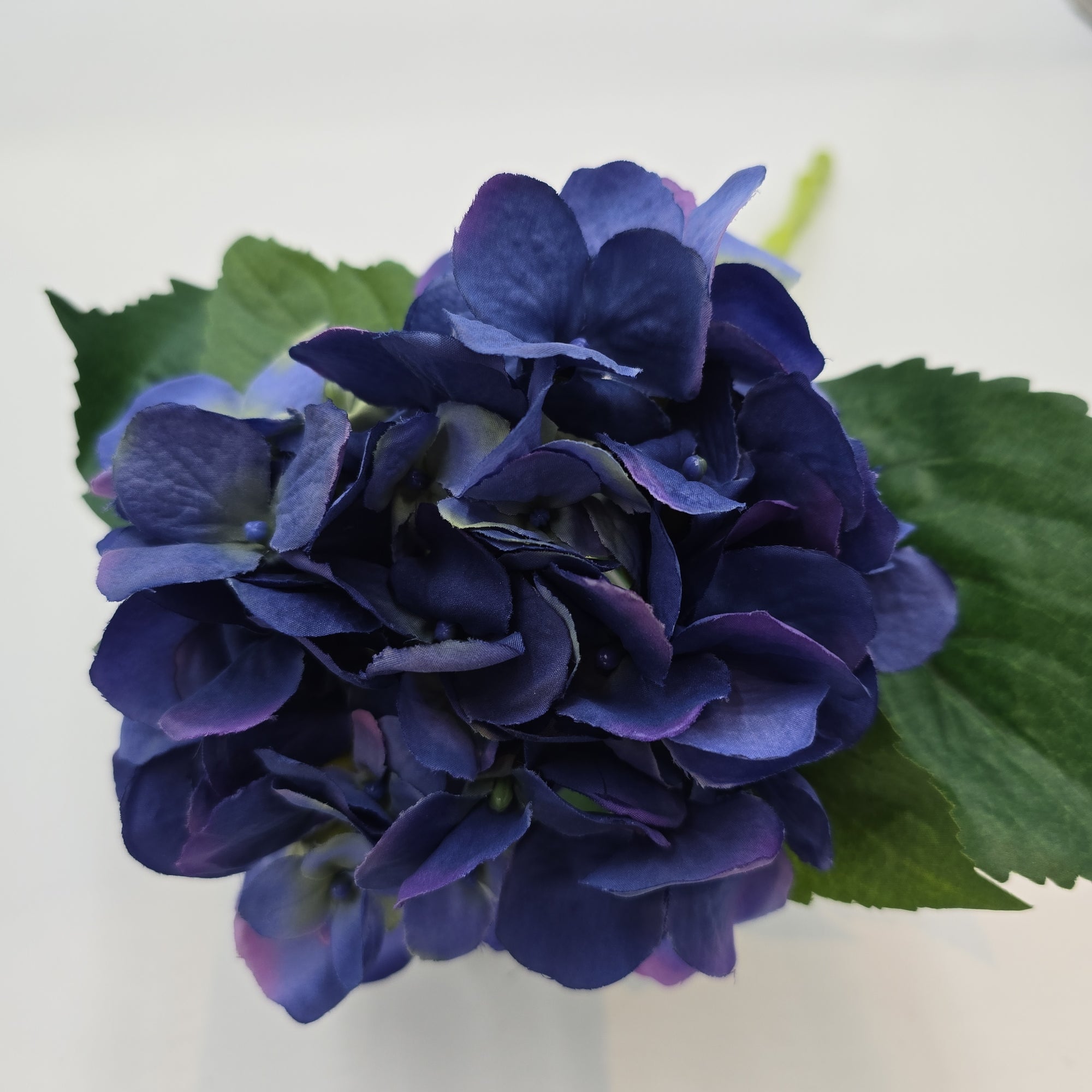 Hydrangea--fsh361