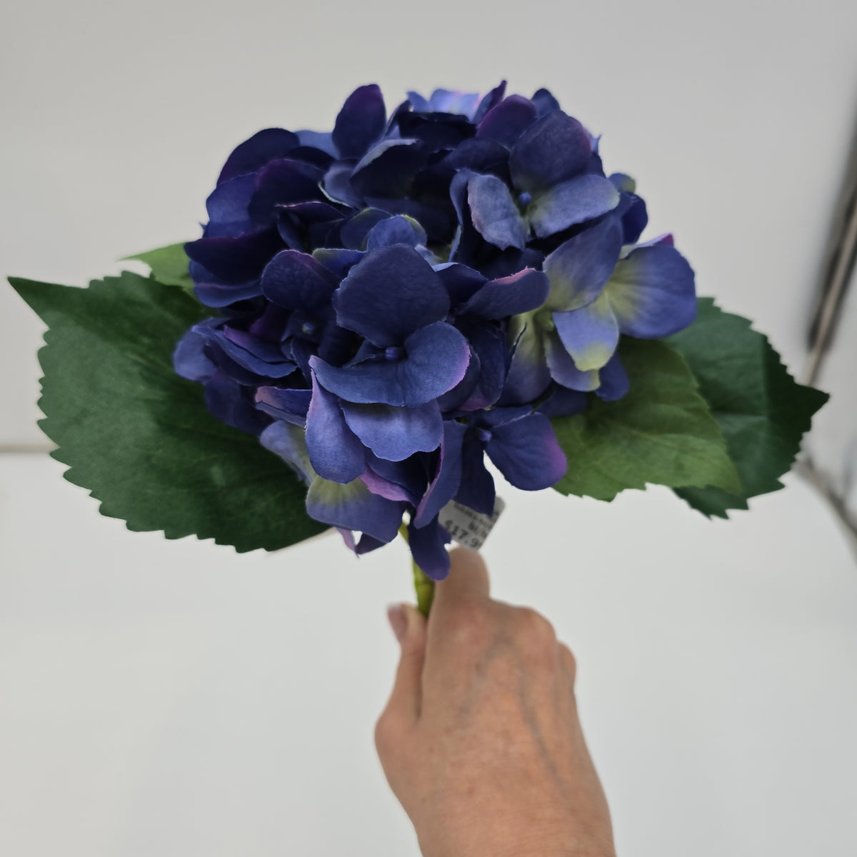 Hydrangea--fsh361