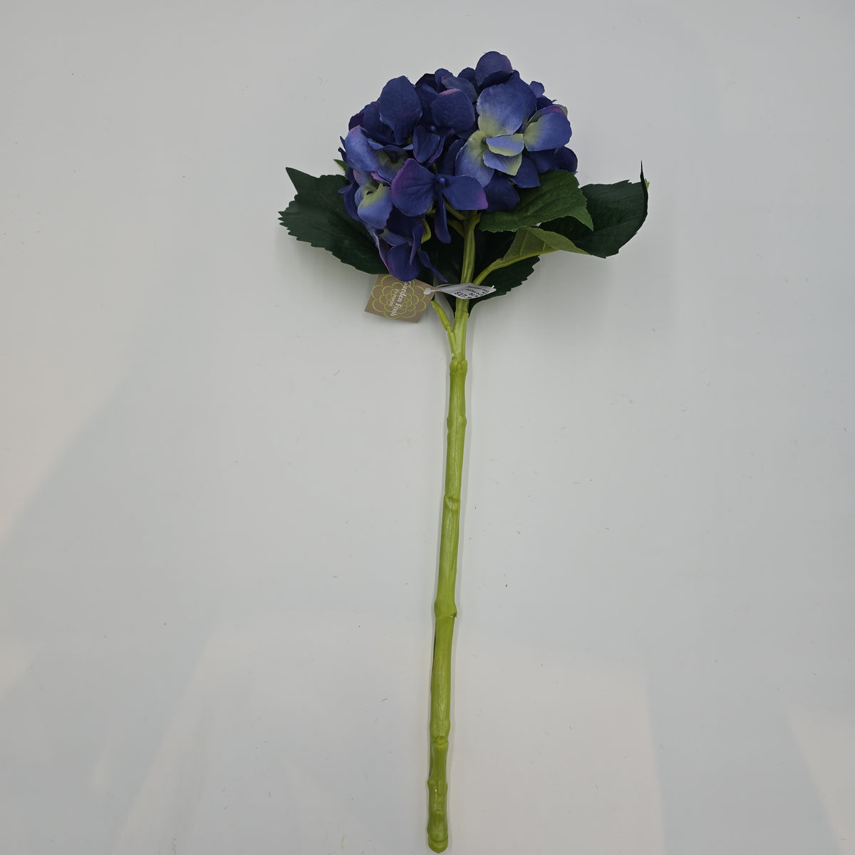 Hydrangea--fsh361