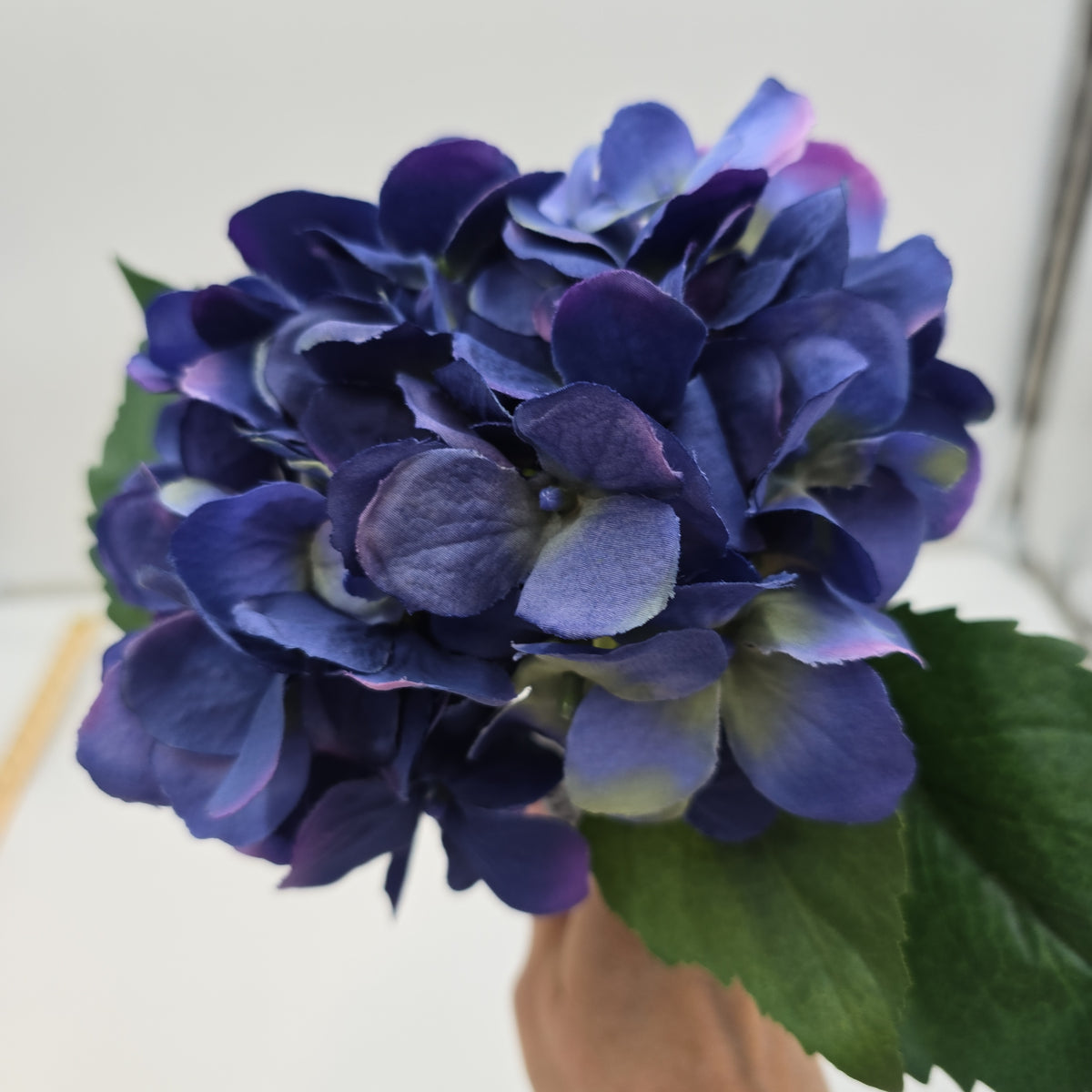 Hydrangea--fsh361