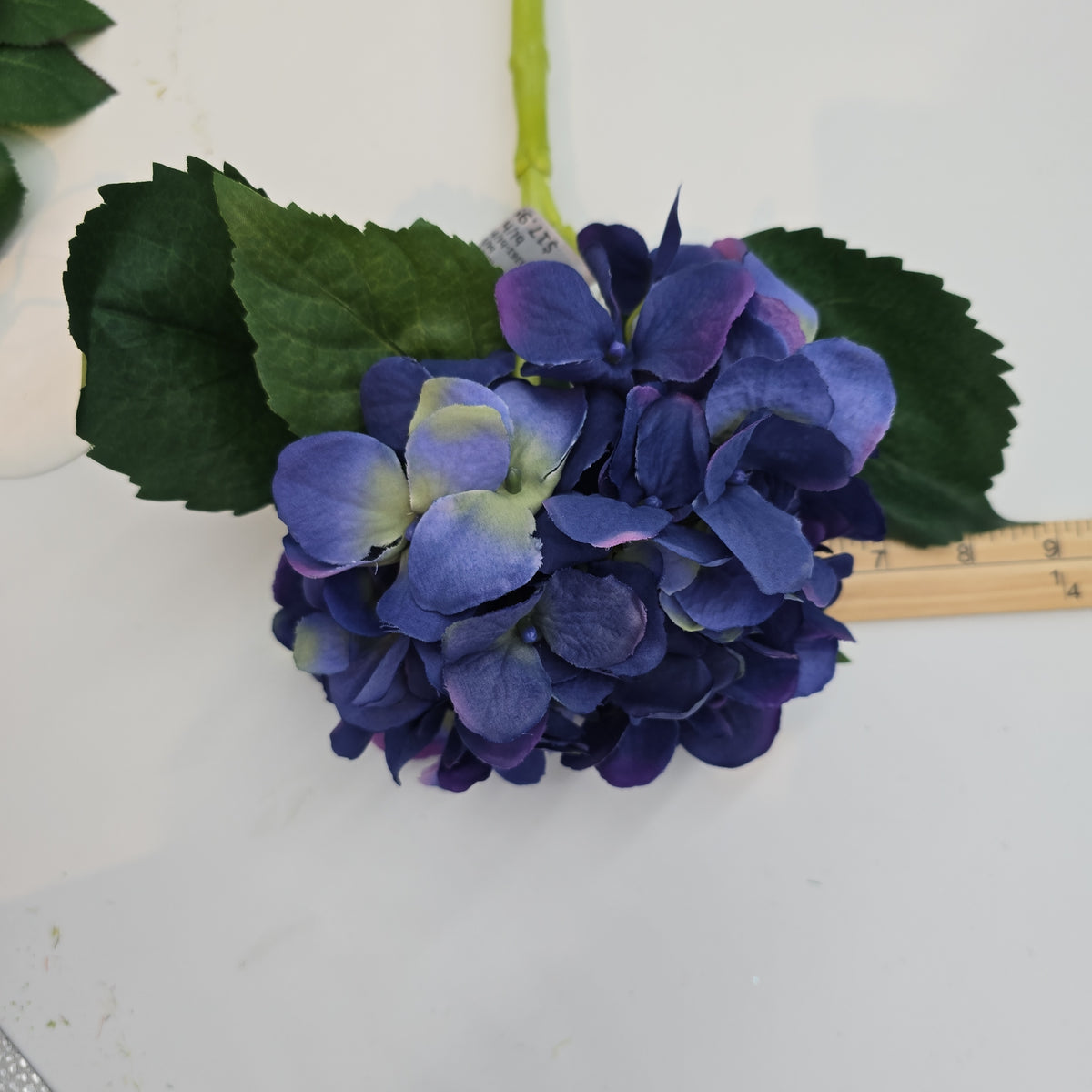 Hydrangea--fsh361