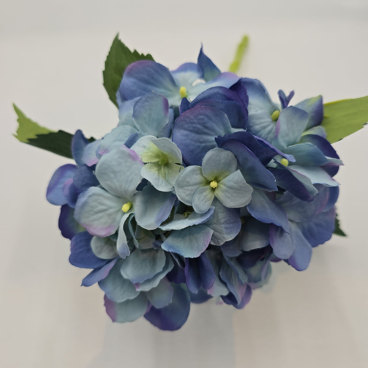 Hydrangea--fsh361