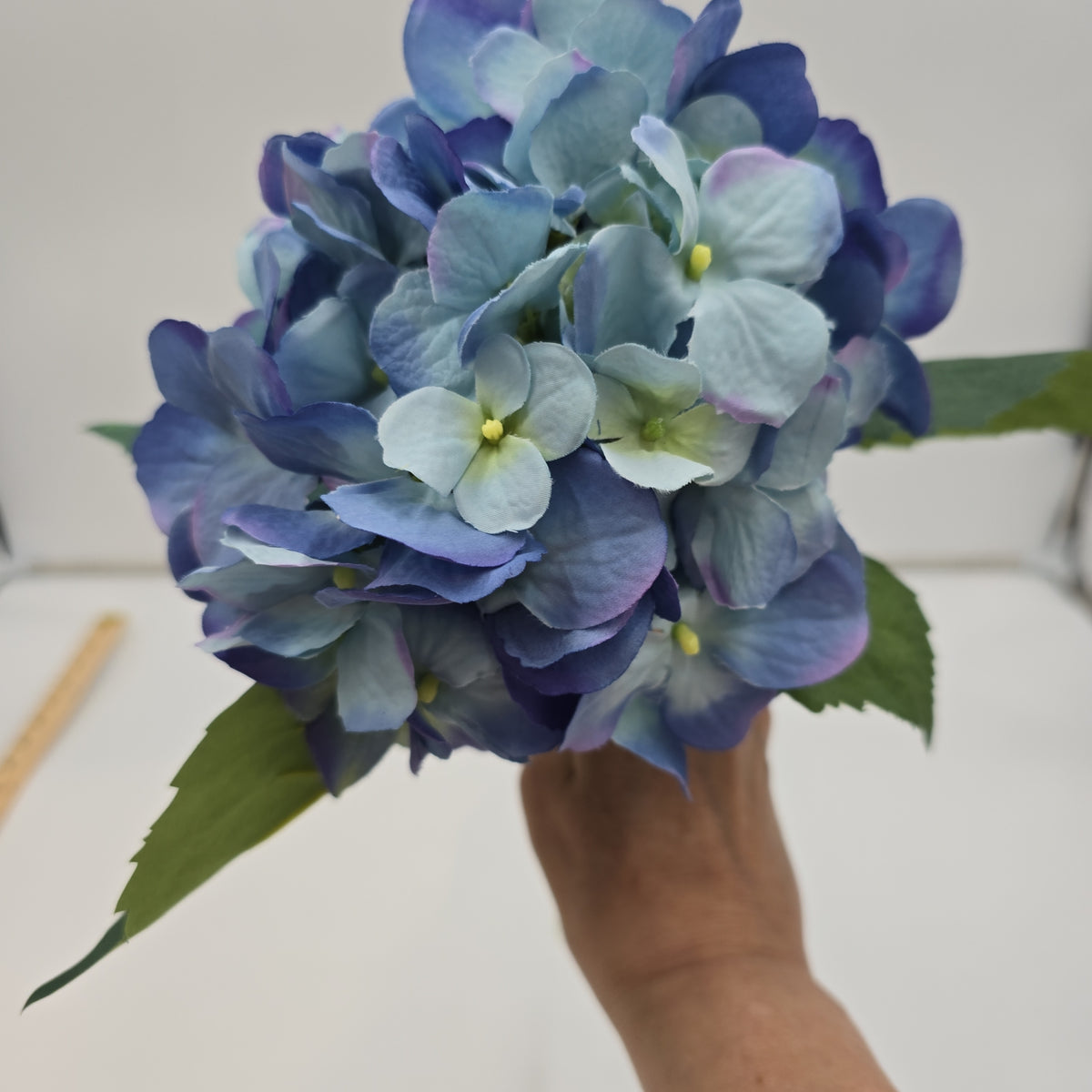 Hydrangea--fsh361