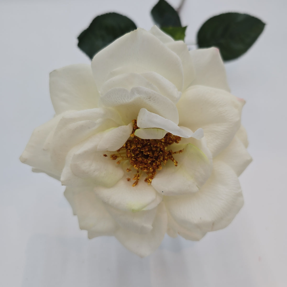 27&quot;RT ORLANE ROSE--gtr282