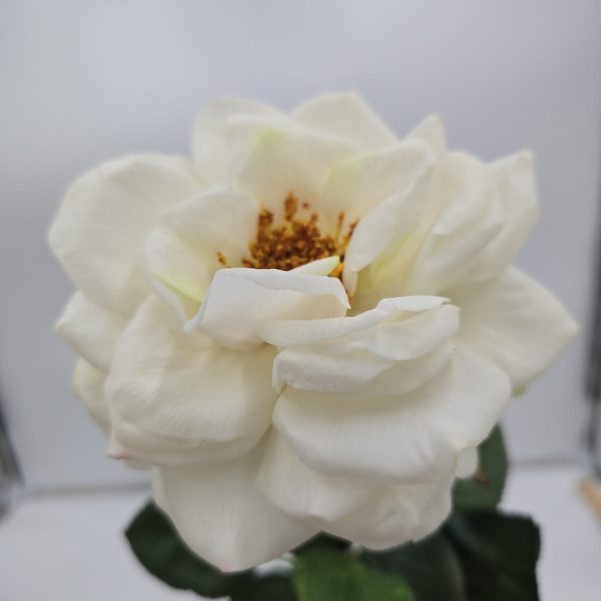 27&quot;RT ORLANE ROSE--gtr282