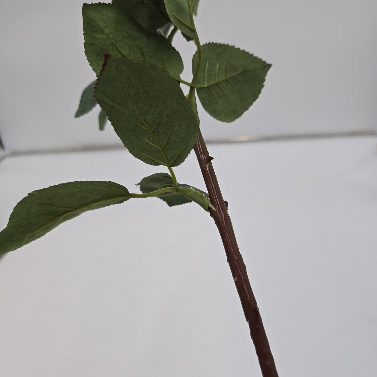 27&quot;RT ORLANE ROSE--gtr282