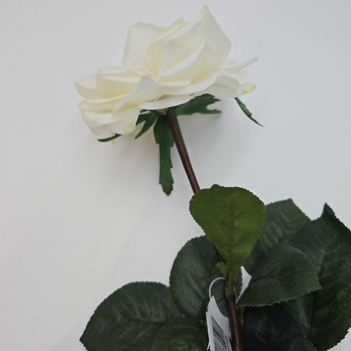 27&quot;RT ORLANE ROSE--gtr282