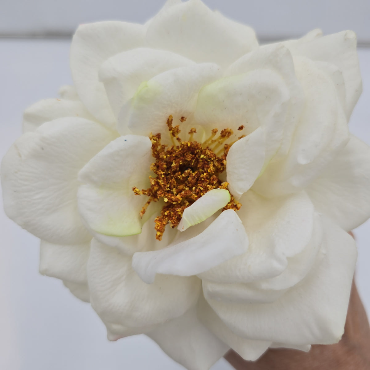 27&quot;RT ORLANE ROSE--gtr282