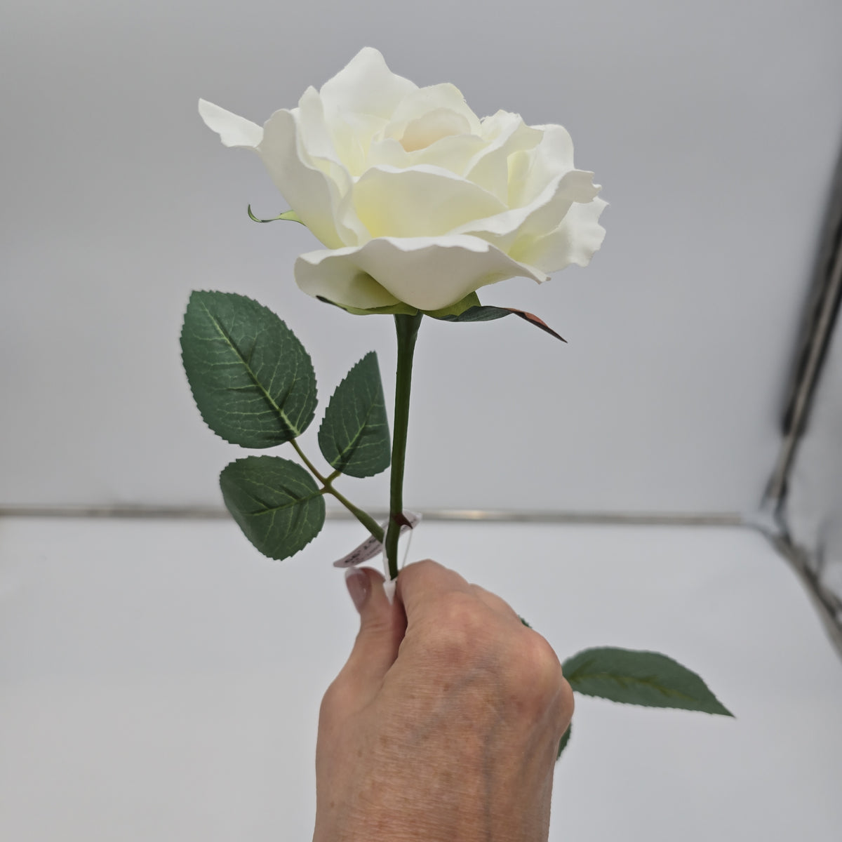 23&quot;MD ROSE--fr2007