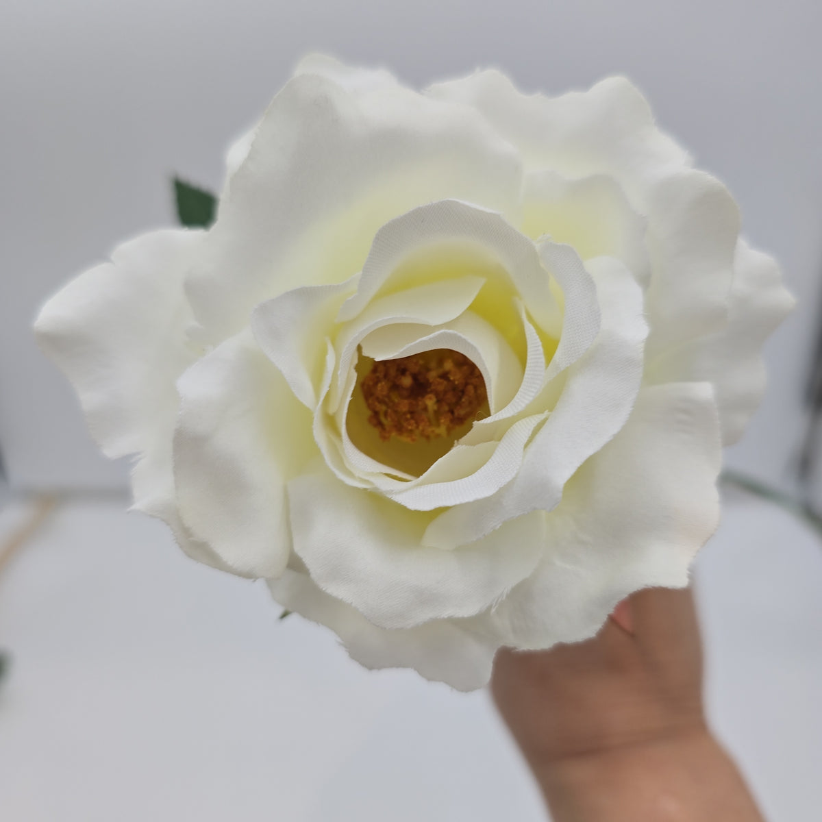 23&quot;MD ROSE--fr2007