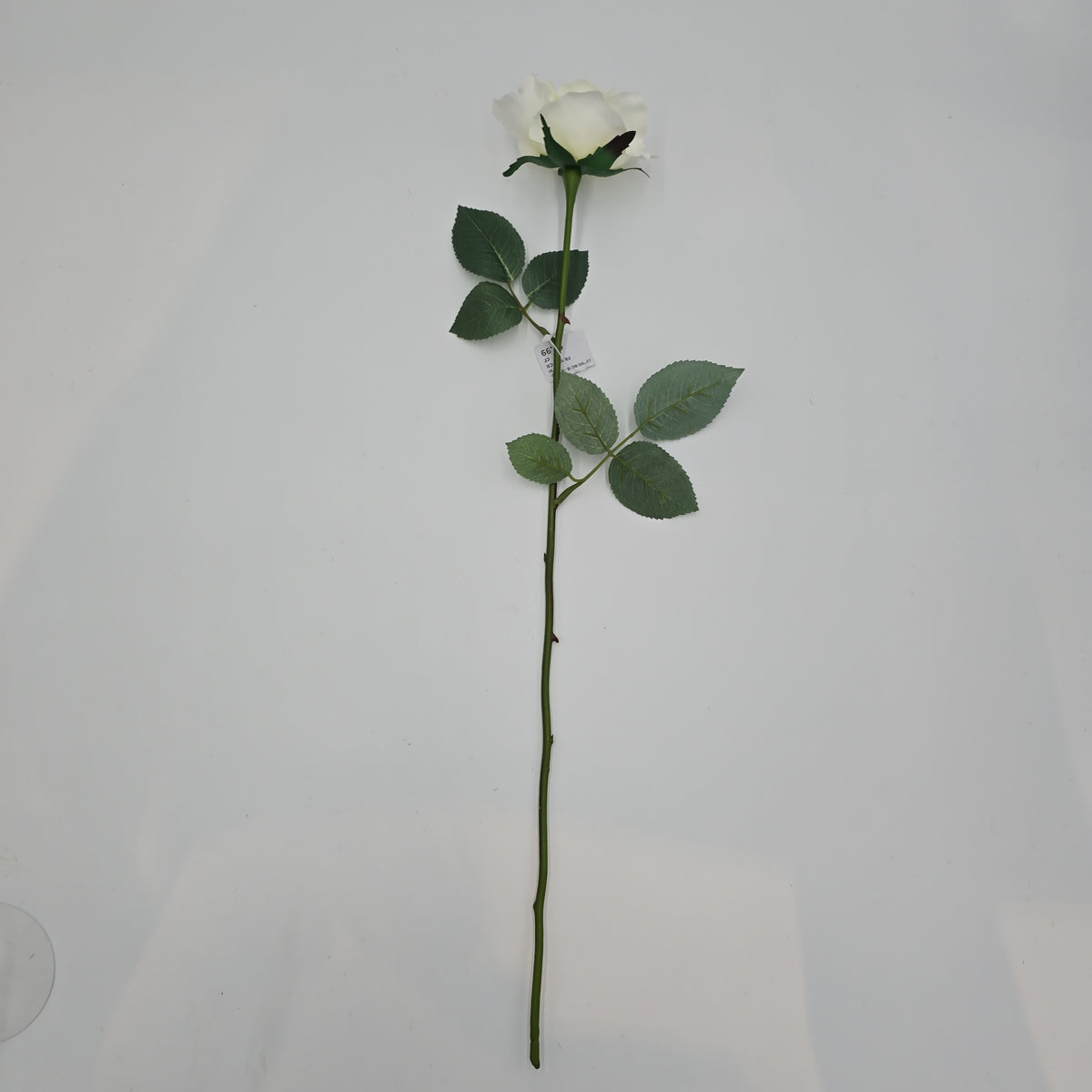 23&quot;MD ROSE--fr2007