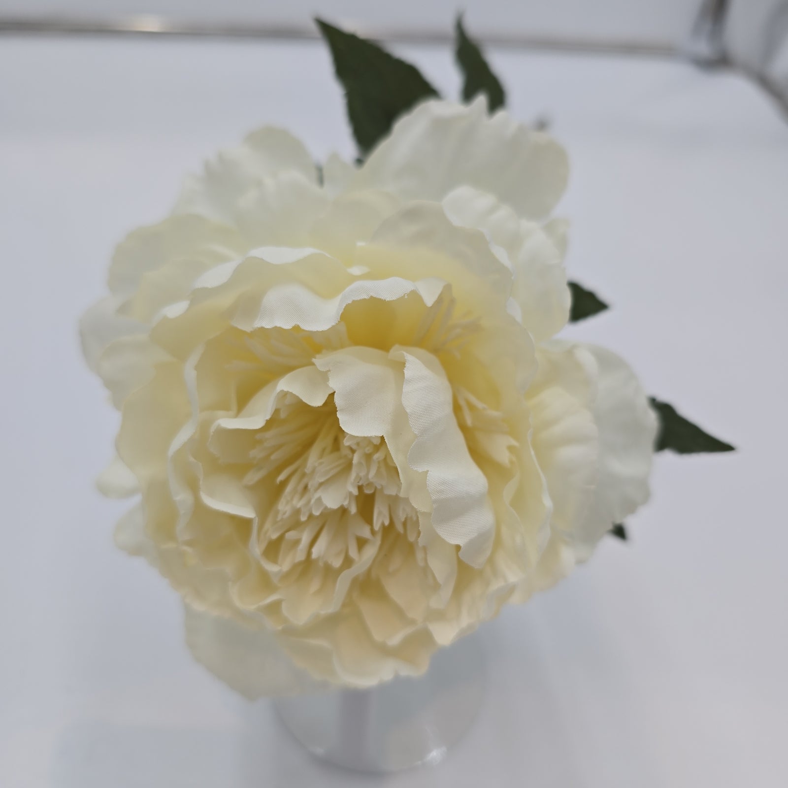 Peony--fsp004