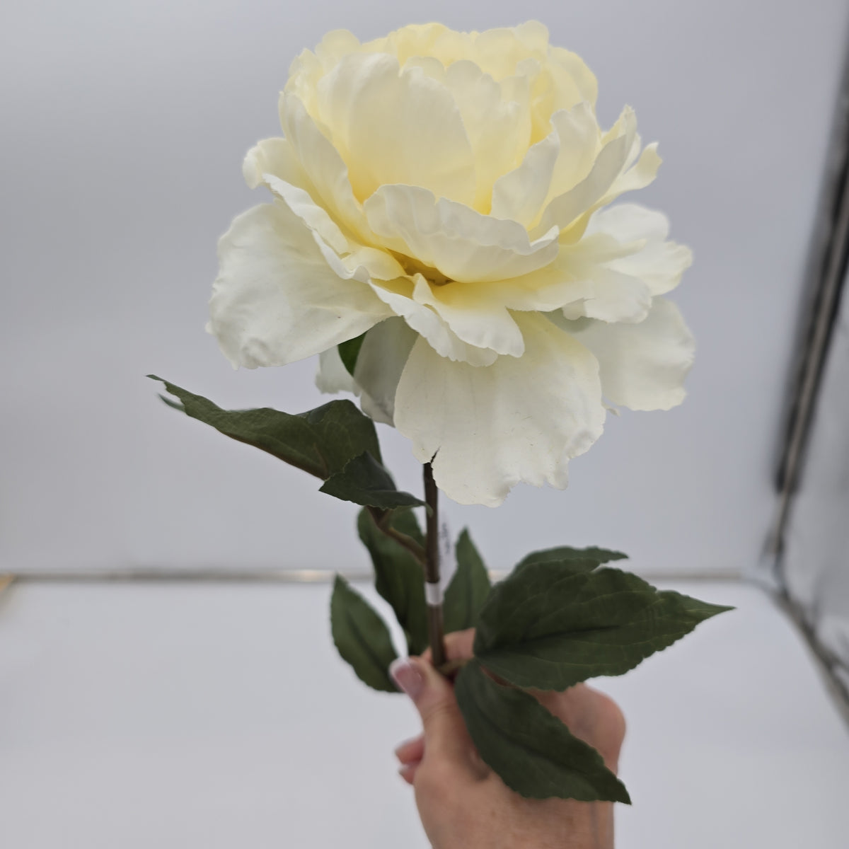 Peony--fsp004