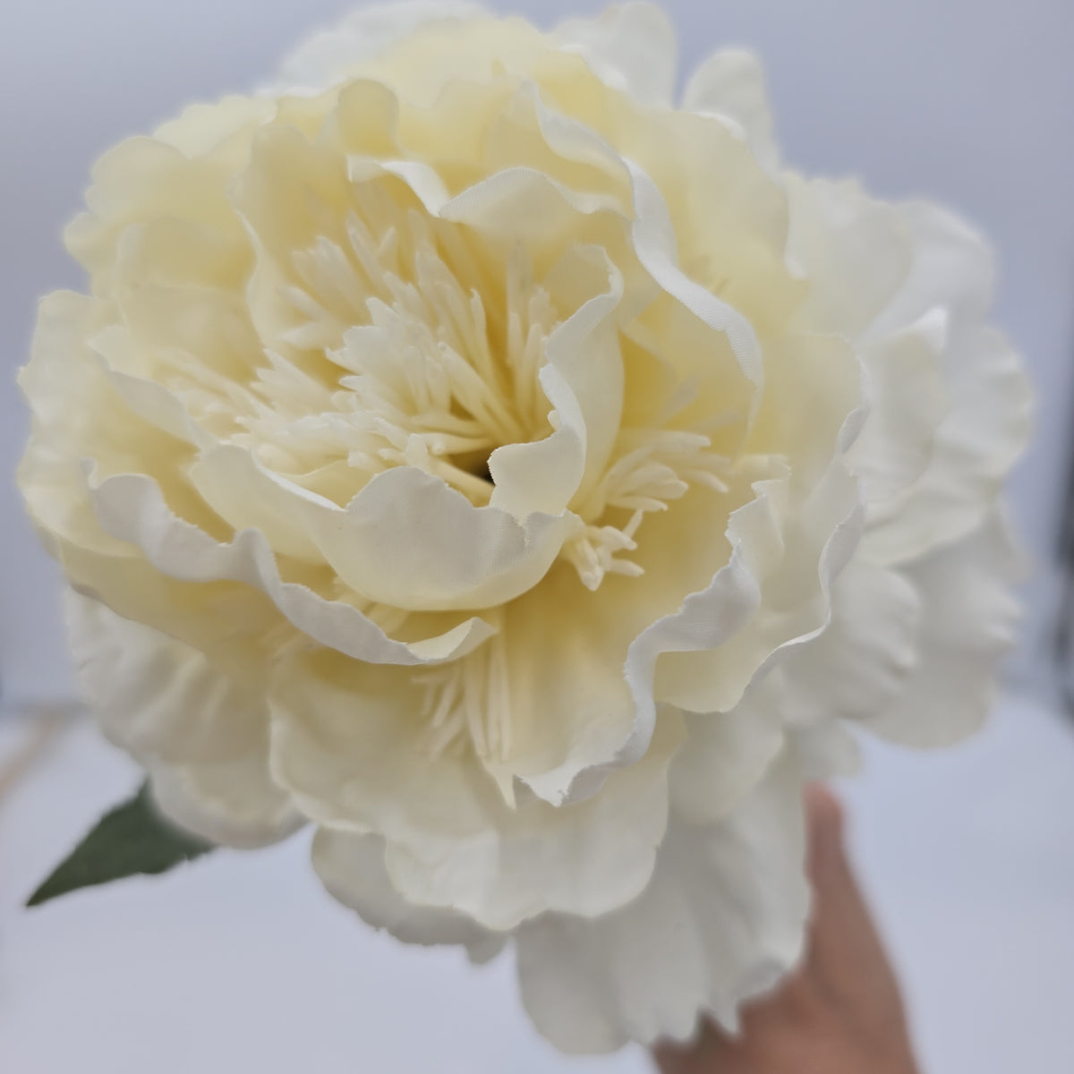 Peony--fsp004