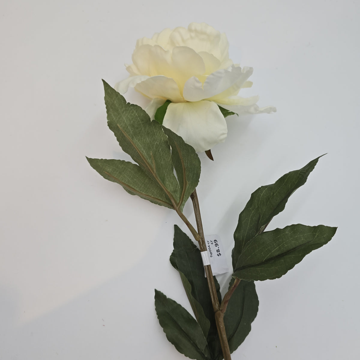 Peony--fsp004