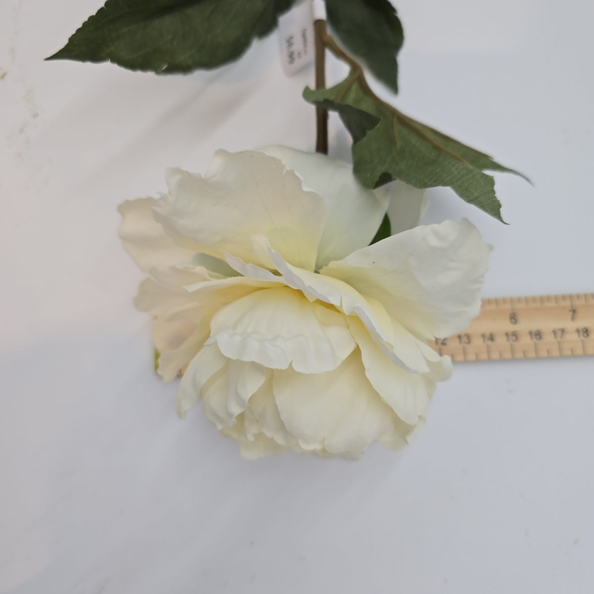 Peony--fsp004