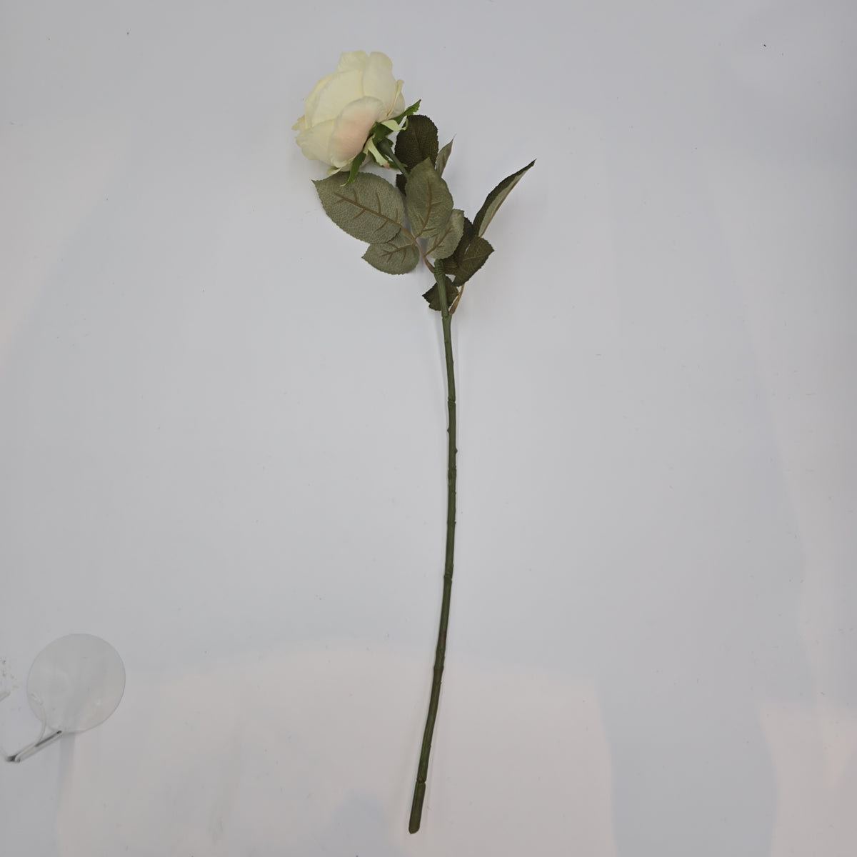 English Rose--fsr258