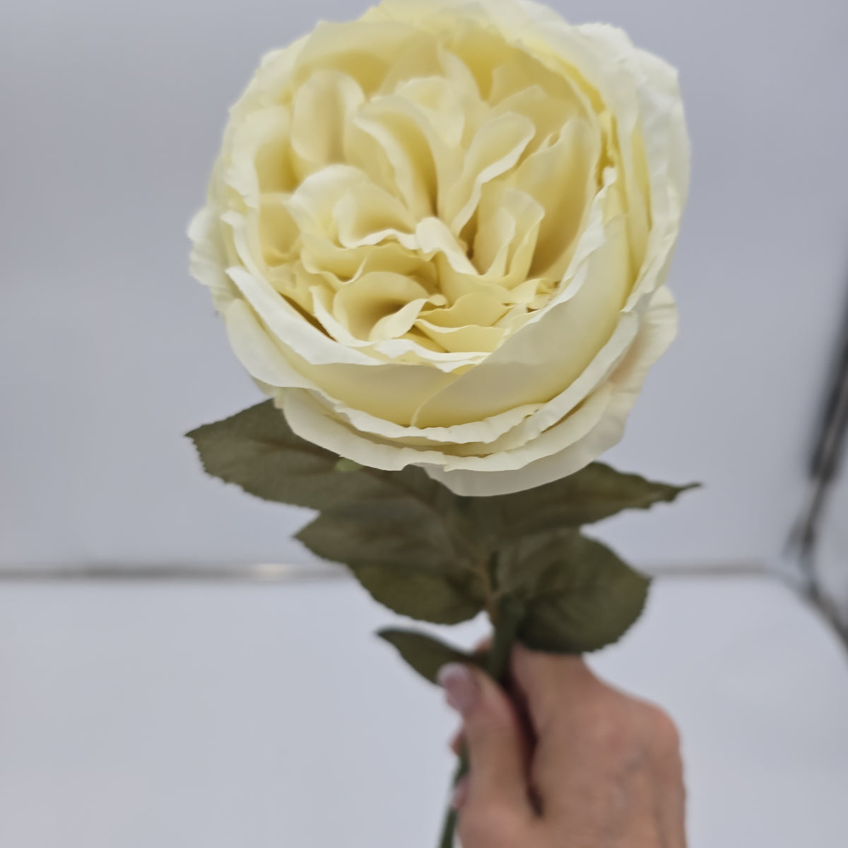 English Rose--fsr258