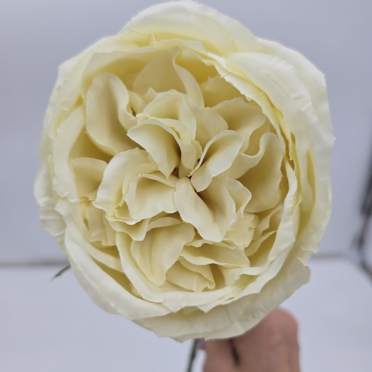 English Rose--fsr258