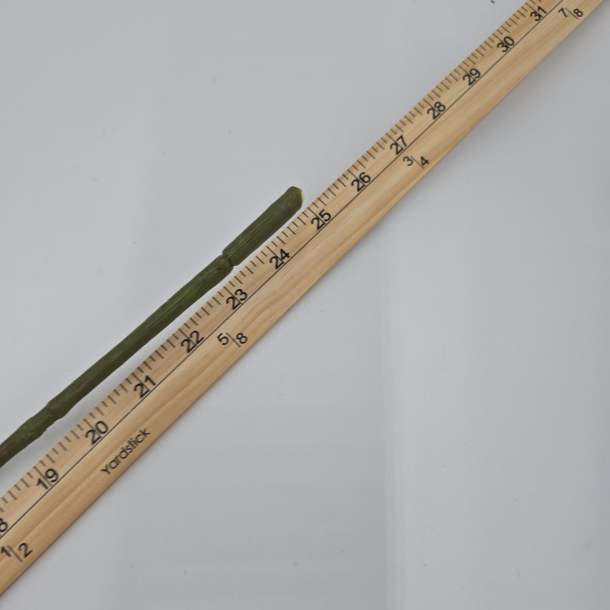 English Rose--fsr258