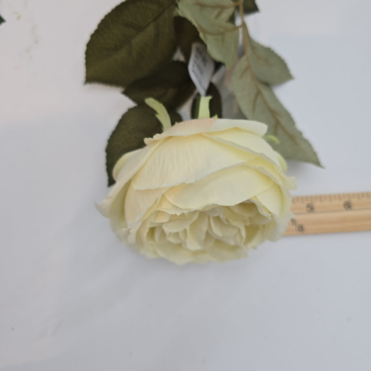 English Rose--fsr258
